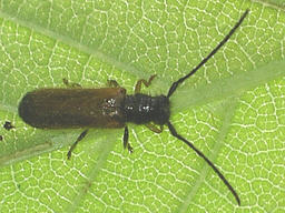 Close-up photo of Tetrops praeustus