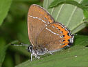Picture of a butterfly to indicate the recording group. Links to Beds Butterflies website