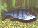 Picture of a fish to indicate the recording group