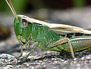 Picture of a grasshopper to indicate the recording group