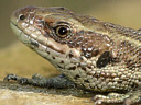 Picture of a reptile to indicate the recording group