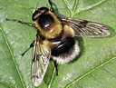 Picture of a hoverfly to indicate the recording group