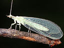 Picture of a lacewing to indicate the recording group