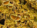 Picture of a lichen to indicate the recording group