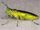 Picture of a sawfly to indicate the recording group