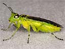 Picture of a sawfly to indicate the recording group