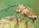 Picture of a weevil to indicate the recording group