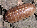 Picture of a woodlouse to indicate the recording group