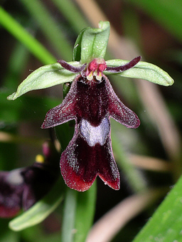 Fly orchid. © Keith Balmer decorative image