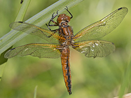 teneral male Scarce Chaser by Hugh Griffiths Decorative picture