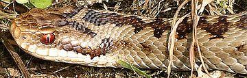 Decorative picture of an Adder snake
