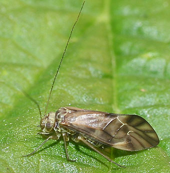 Close-up photo of Metylophorus nebulosus to aid identification