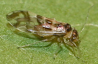 Close-up photo of Graphopsocus cruciatus to aid identification