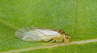 Close-up photo of Valenzuela flavidus to aid identification