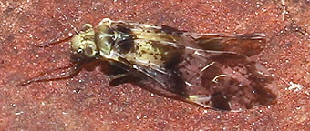 Close-up photo of Loensia fasciata to aid identification