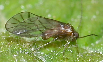 Close-up photo of Elipsocus hyalinus to aid identification
