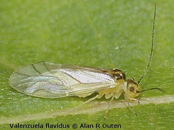 photo of a barkfly