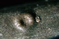 Close-up photo of Asterodiaspis quercicola