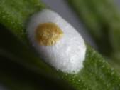 Close-up photo of Carulaspis minima