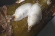 Close-up photo of Chionaspis salicis