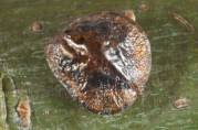 Close-up photo of Eulecanium douglasi