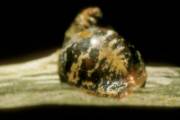 Close-up photo of Eulecanium tiliae