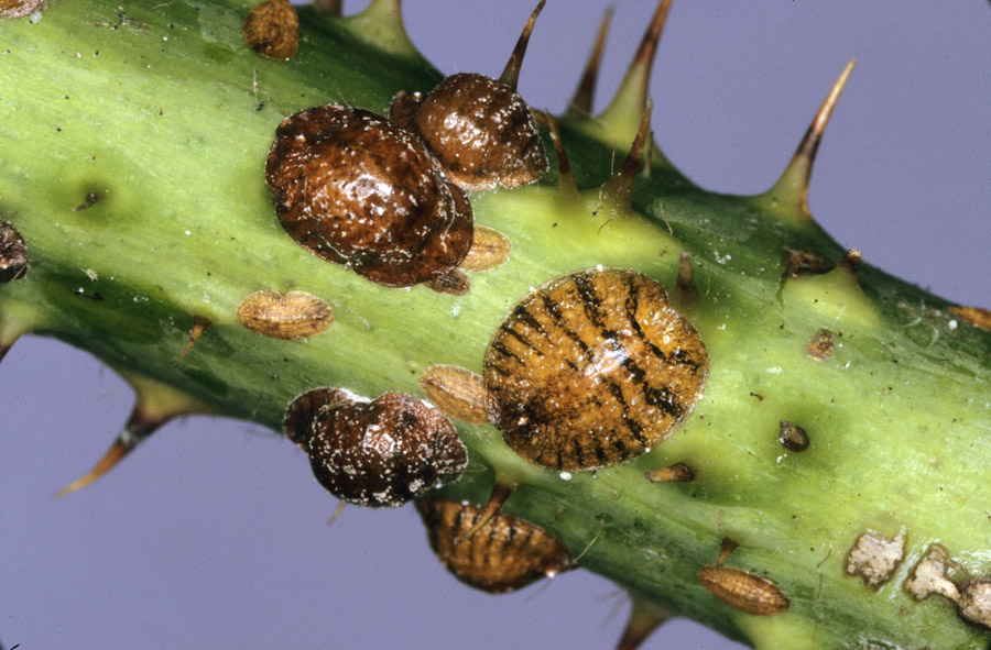 Scale insects  Bugs For Bugs