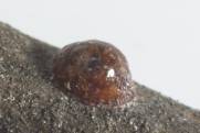 Close-up photo of Parthenolecanium corni