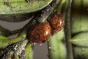 Close-up photo of Parthenolecanium pomeranicum