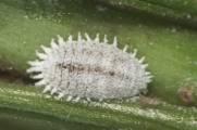 Close-up photo of Planococcus citri