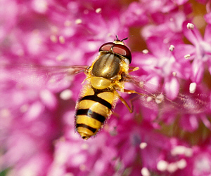 Close-up photo of Epistrophe grossulariae