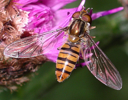 Close-up photo of Episyrphus balteatus