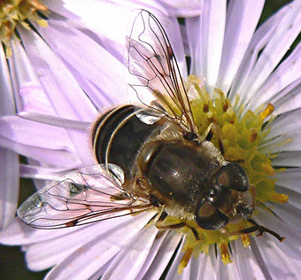 Close-up photo of Eristalis arbustorum