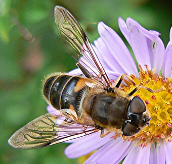 Close-up photo of Eristalis pertinax