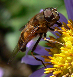 Close-up photo of Eristalis pertinax to aid identification