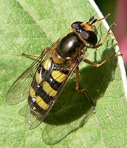 Close-up photo of Eupeodes luniger to aid identification