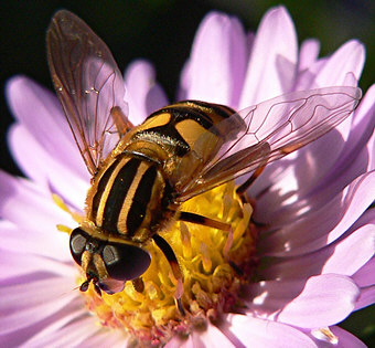 Close-up photo of Helophilus pendulus