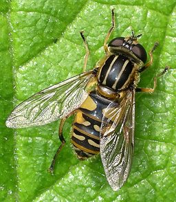 Close-up photo of Helophilus pendulus