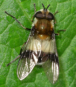 Close-up photo of Leucozona lucorum