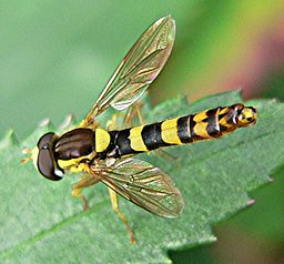 Close-up photo of Sphaerophoria scripta to aid identification