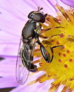 Close-up photo of Syritta pipiens