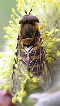 Close-up photo of a Syrphus species