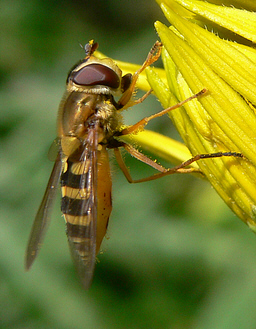Close-up photo of Syrphus ribesii to aid identification