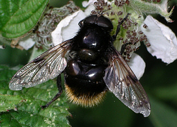 Close-up photo of Volucella bombylans