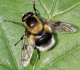 Close-up photo of Volucella bombylans