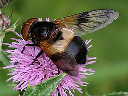 Close-up photo of Volucella pellucens