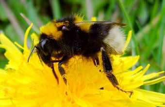 Close-up photo of Bombus hortorum