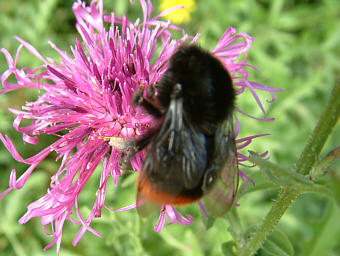 Close-up photo of Bombus lapidarius