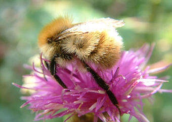 Close-up photo of Bombus pascuorum