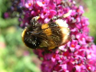 Close-up photo of Bombus terrestris